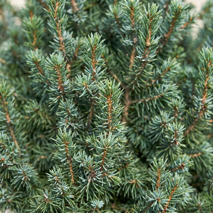 Gros plan sur les aiguilles : Épicéa 'Sander's Blue' (Picea glauca 'Sander's Blue')