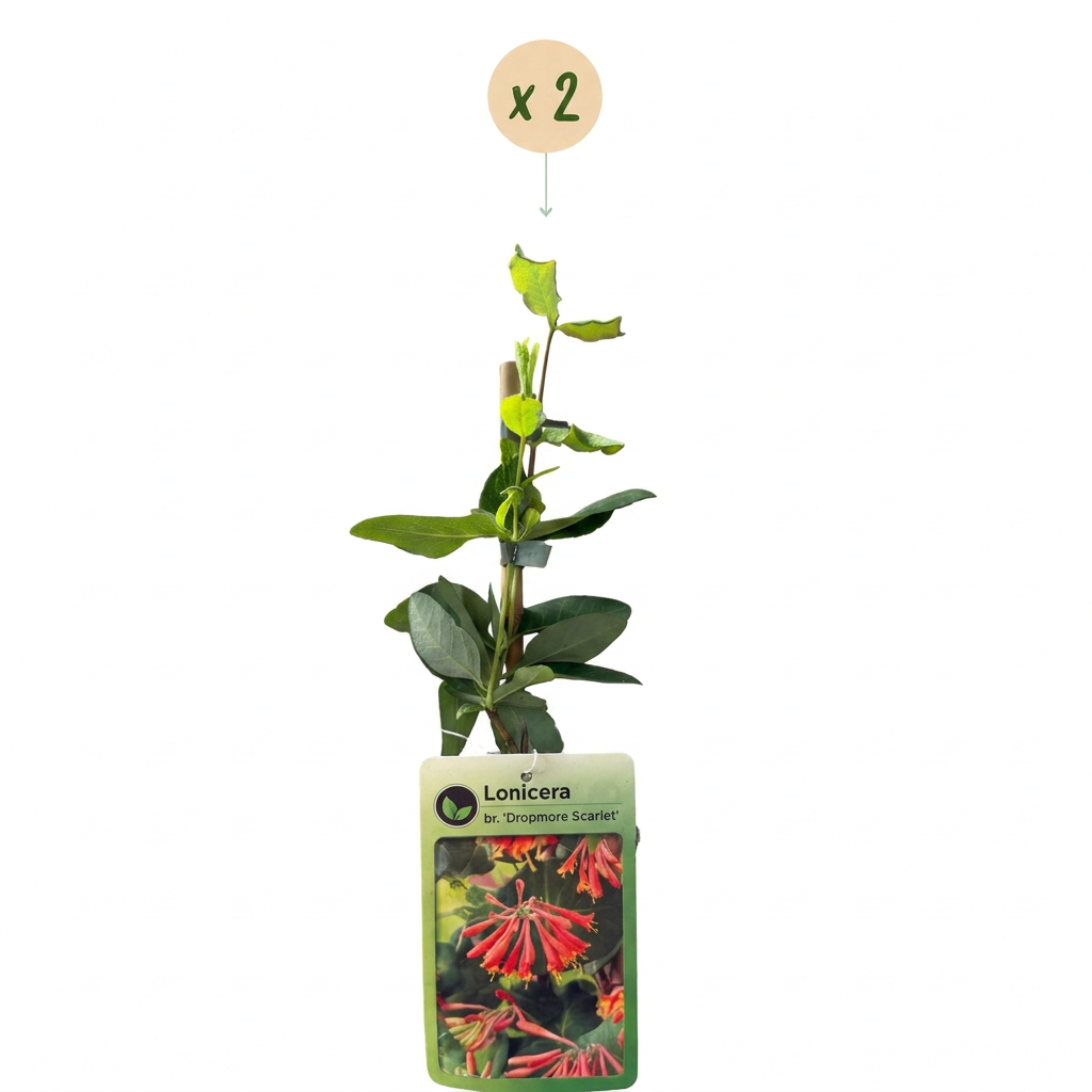 Chèvrefeuille écarlate 'Dropmore Scarlet' (Lonicera x brownii) - grimpante persistante