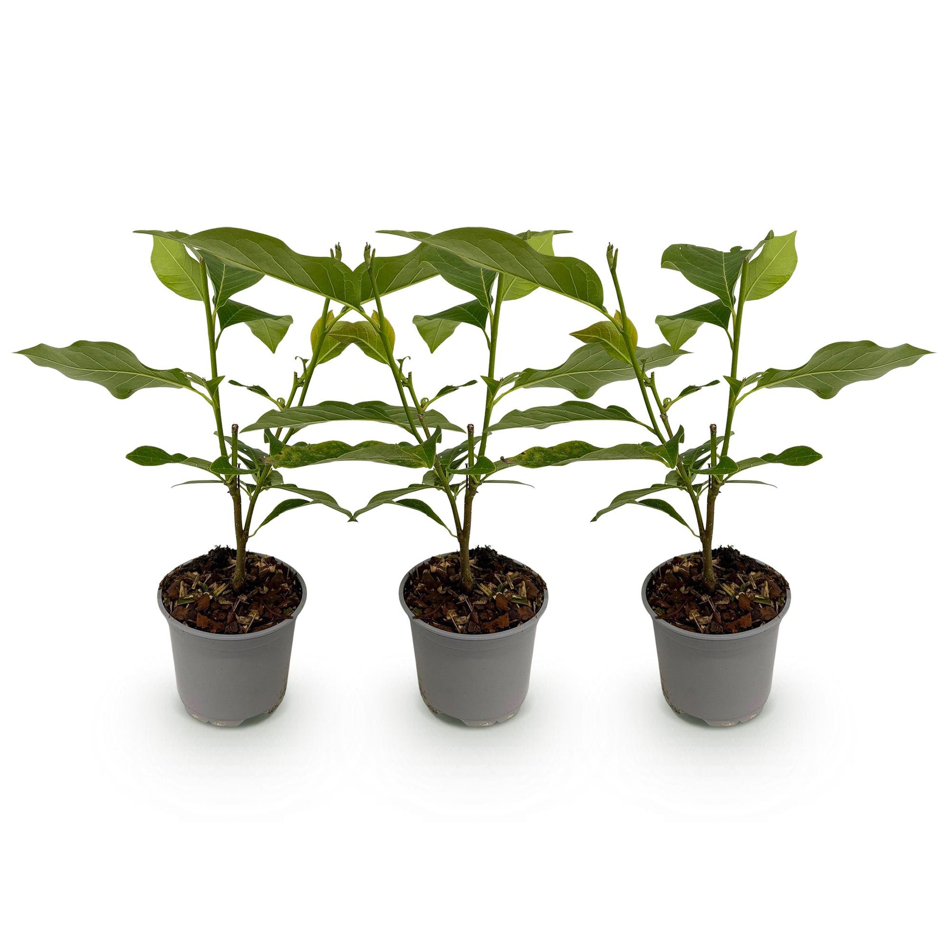 Magnolia Betty : lot de trois jeunes plants à feuilles vertes en pots gris, alignés sur fond blanc uni, prêts à être plantés.