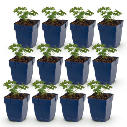 Géranium sanguin 'Album' - lot de 12 plants en pot de 11 cm