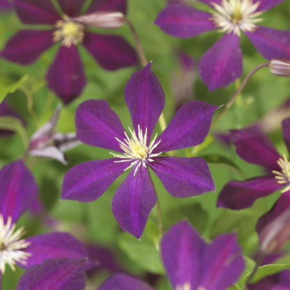 Clématite Mikelite, gros plan sur ses fleurs violettes en forme d'étoile avec un cœur jaune-blanc, sur fond de feuillage vert flou.