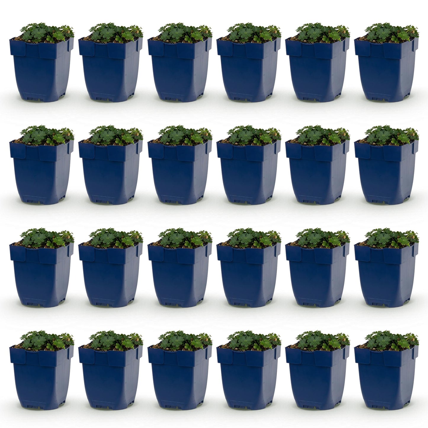 Géranium sang. Max Frei. Lot de 24 jeunes plants de géranium vivace à fleurs roses, en pots bleus, sur fond blanc.