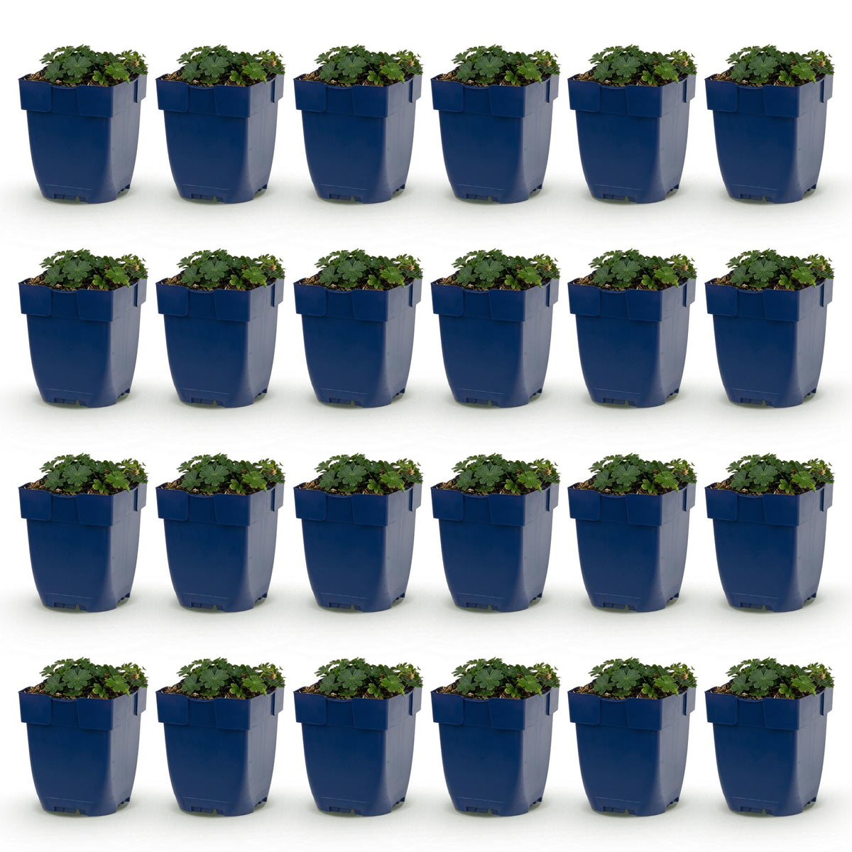 Géranium sang. Max Frei. Lot de 24 jeunes plants de géranium vivace à fleurs roses, en pots bleus, sur fond blanc.