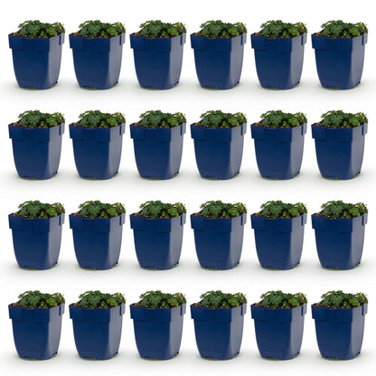 Géranium sang. Max Frei. Lot de 24 jeunes plants de géranium vivace à fleurs roses, en pots bleus, sur fond blanc.