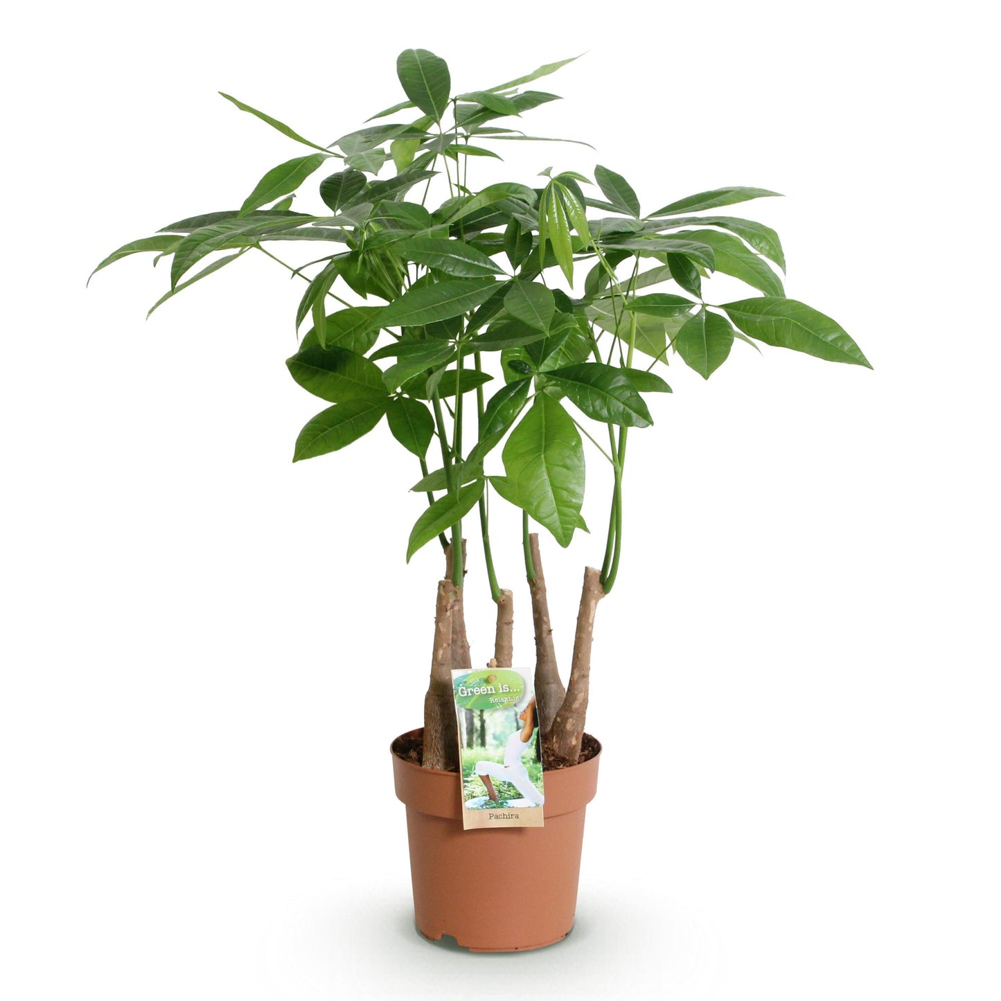 Plantes d'intérieur - Pachira Aquatica multi tige - Arbre à argent - Peu d'entretien - Vert - 1 Plante - Pot 17cm - Hauteur 50-55cm