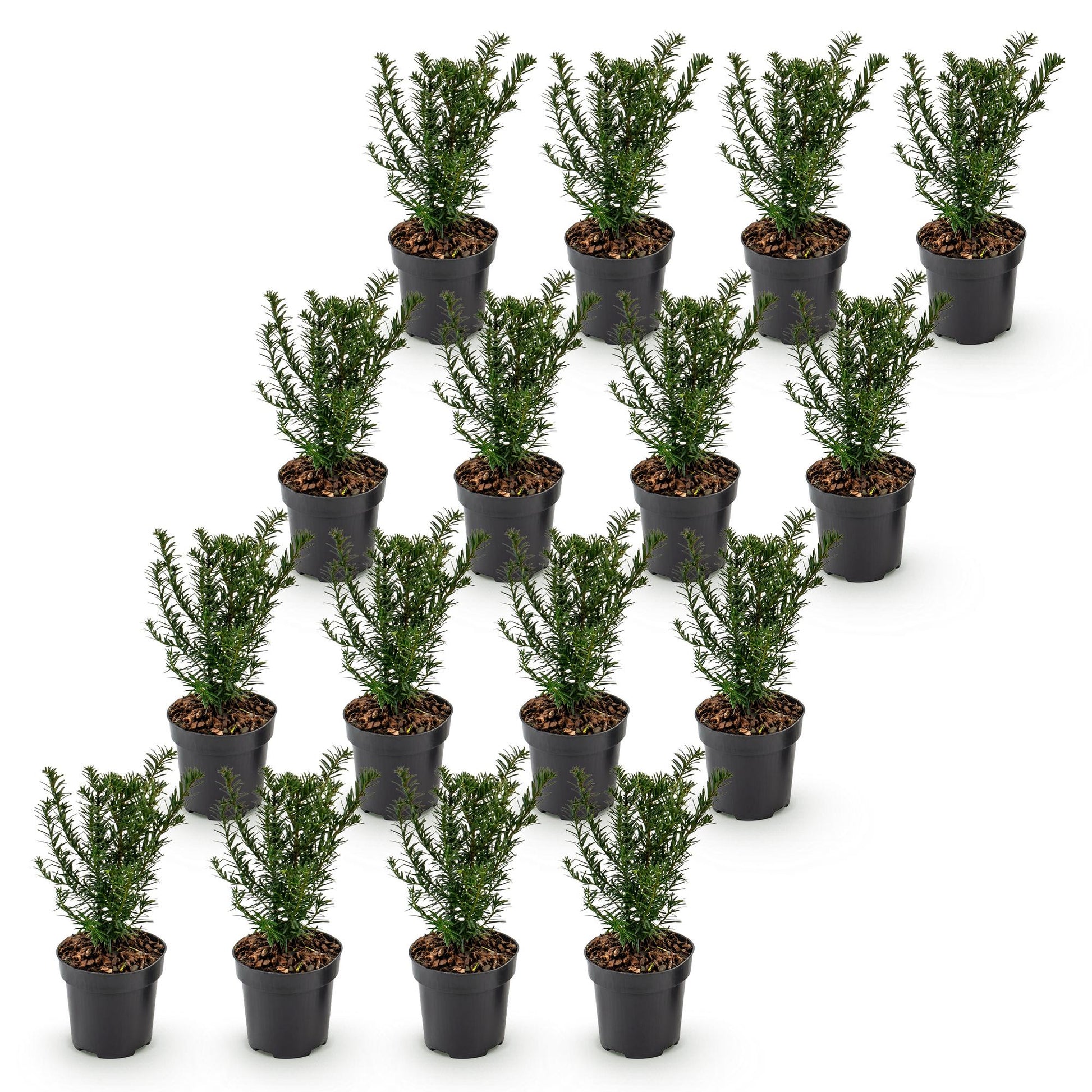 Taxus baccata - If toxique, plants en pot sur fond blanc. Idéal pour une haie persistante. Lot de 8 plants de 20-30cm de hauteur.