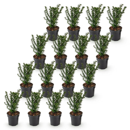 Taxus baccata - If toxique, plants en pot sur fond blanc. Idéal pour une haie persistante. Lot de 8 plants de 20-30cm de hauteur.