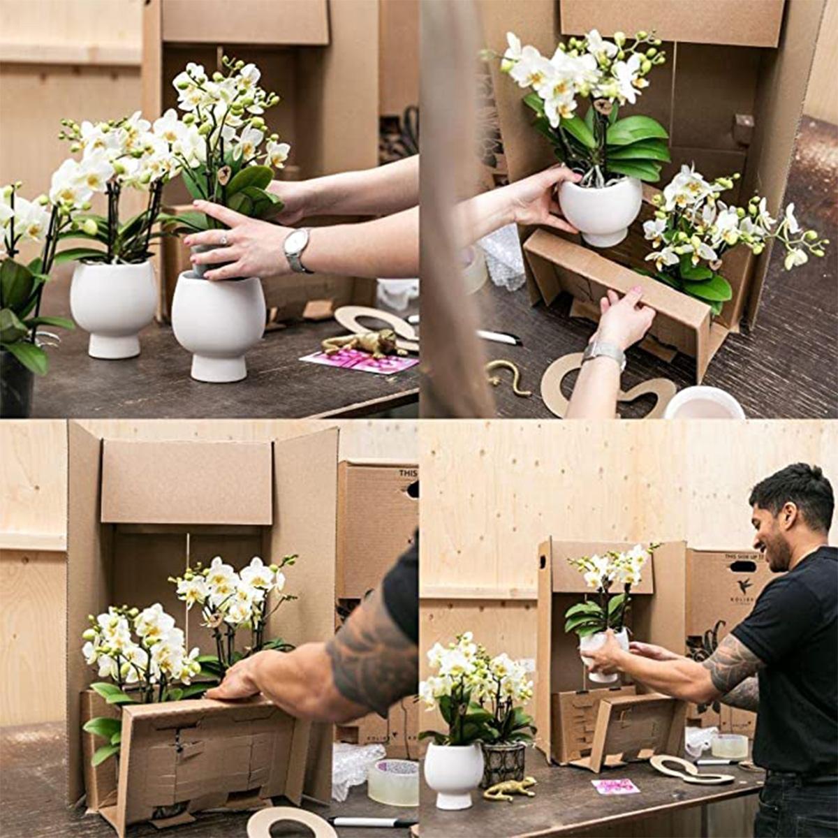 Orchidée Phalaenopsis blanche en pot