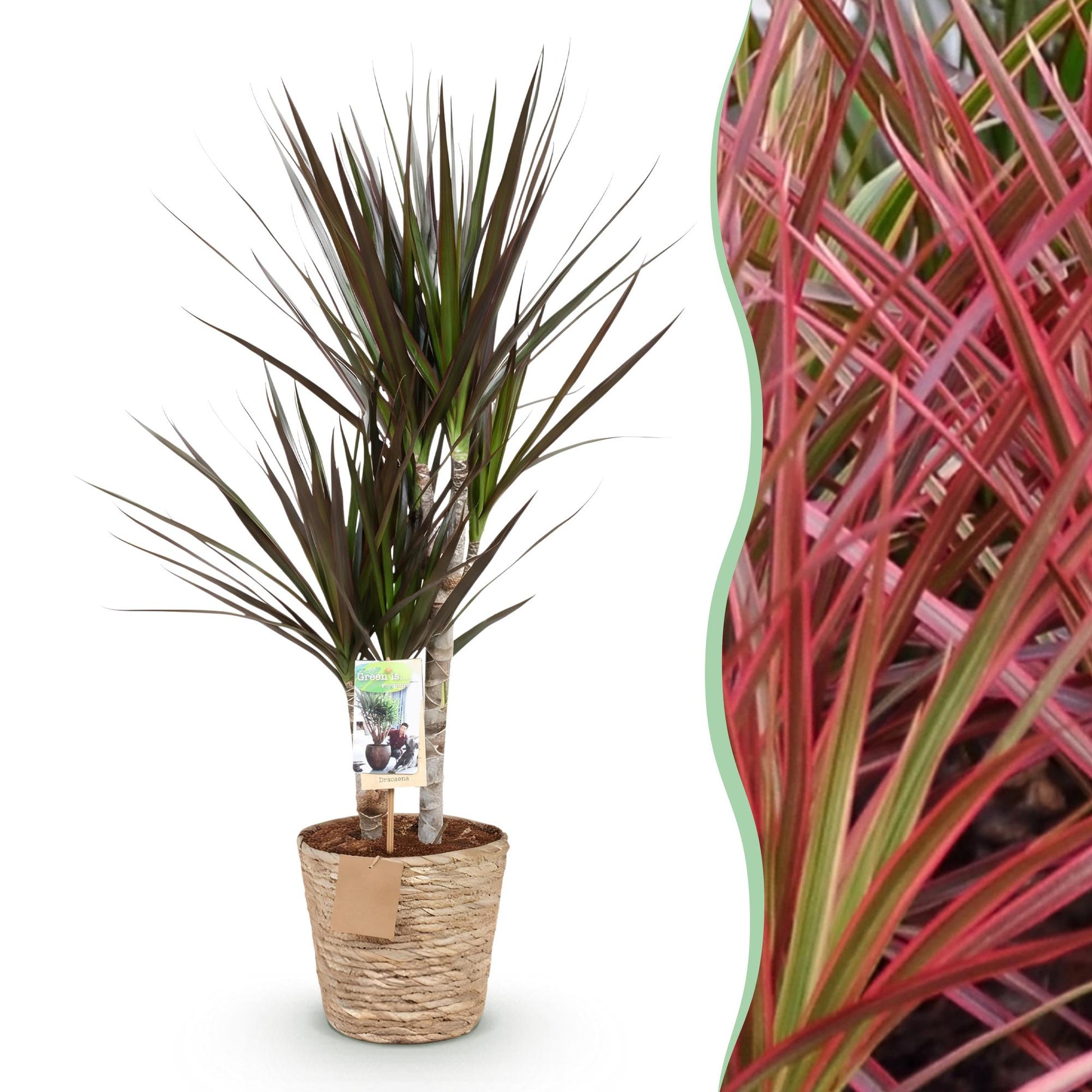 Plantes d'intérieur - Dracaena Magenta - Arbre à sang de dragon - Peu d'entretien - avec panier - Rouge - 1 Plante - Pot 17cm - Hauteur 70-80cm