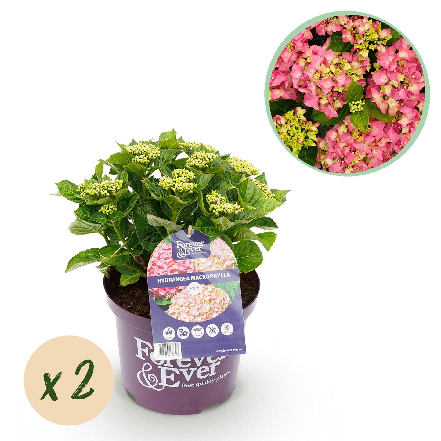 Hydrangea Forever & Ever rose, plant en pot avec bourgeons, bulle 'x2' pour le lot. Gros plan d'une fleur épanouie en haut à droite.