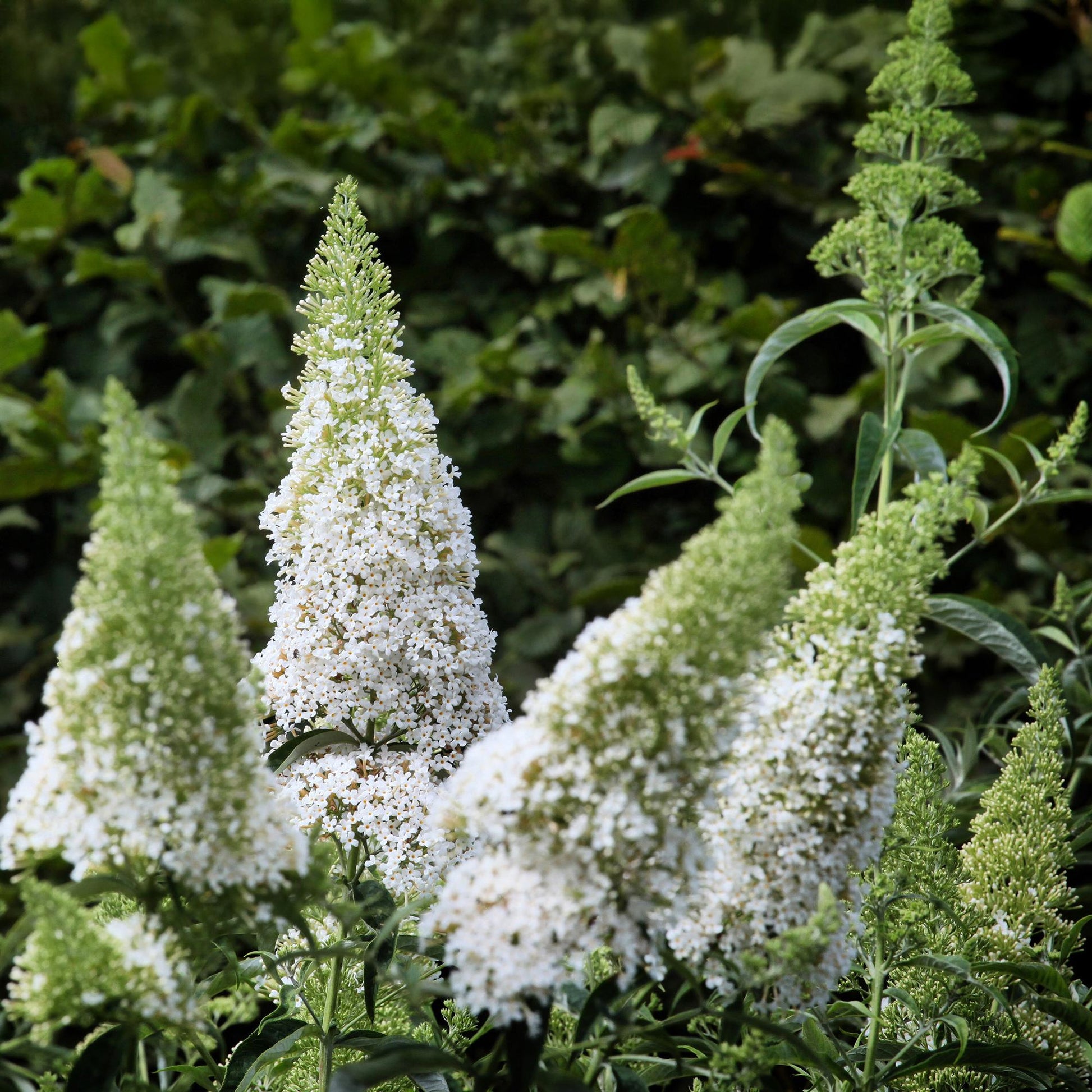 Buddleja davidii White Profusion, Arbre à papillons, gros plan sur ses fleurs blanches coniques et ses bourgeons verts en arrière-plan.