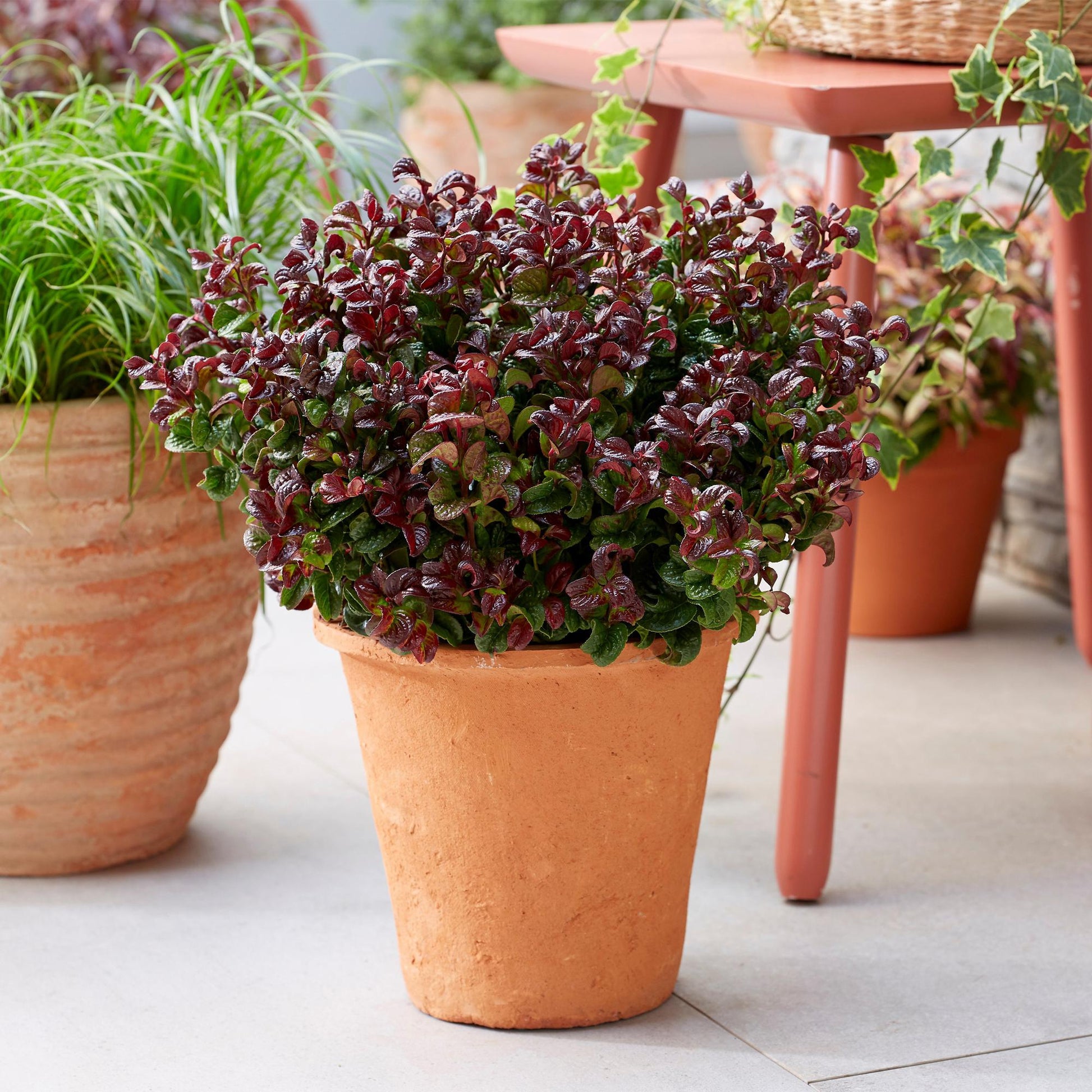 Leucothoe Curly Red, un arbuste au feuillage rougeoyant et vert en pot de terre cuite, posé sur une terrasse.
