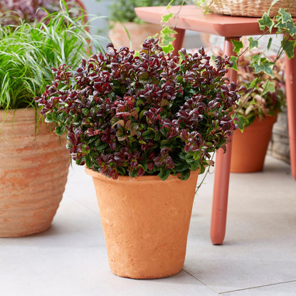 Leucothoe Curly Red, un arbuste au feuillage rougeoyant et vert en pot de terre cuite, posé sur une terrasse.
