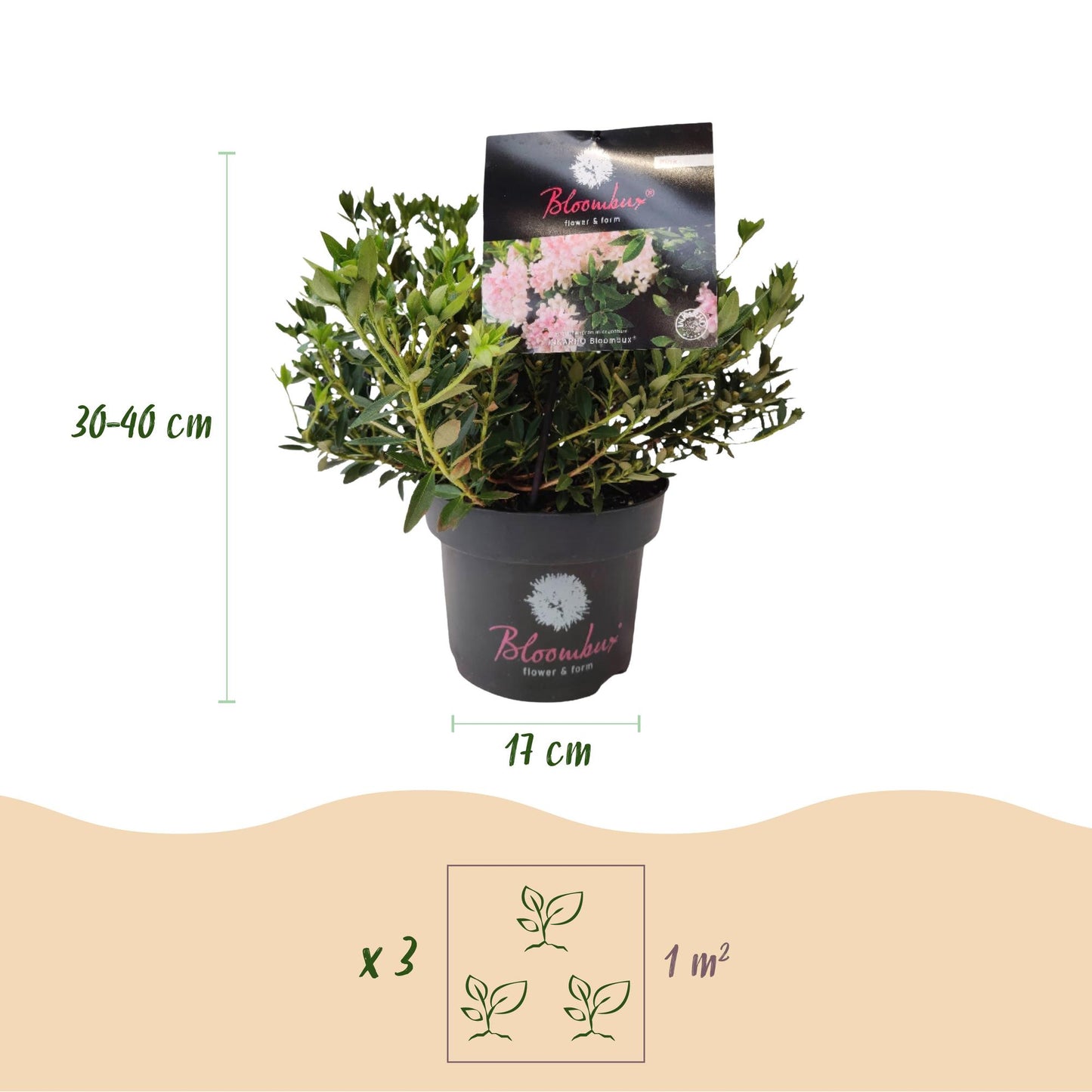 Rhododendron Bloombux Rose Clair. Schéma des dimensions : hauteur 30-40 cm, pot 17 cm, et indication de plantation de 3 plants par m².