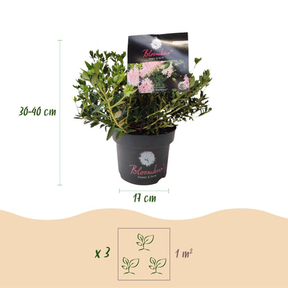 Rhododendron Bloombux Rose Clair. Schéma des dimensions : hauteur 30-40 cm, pot 17 cm, et indication de plantation de 3 plants par m².