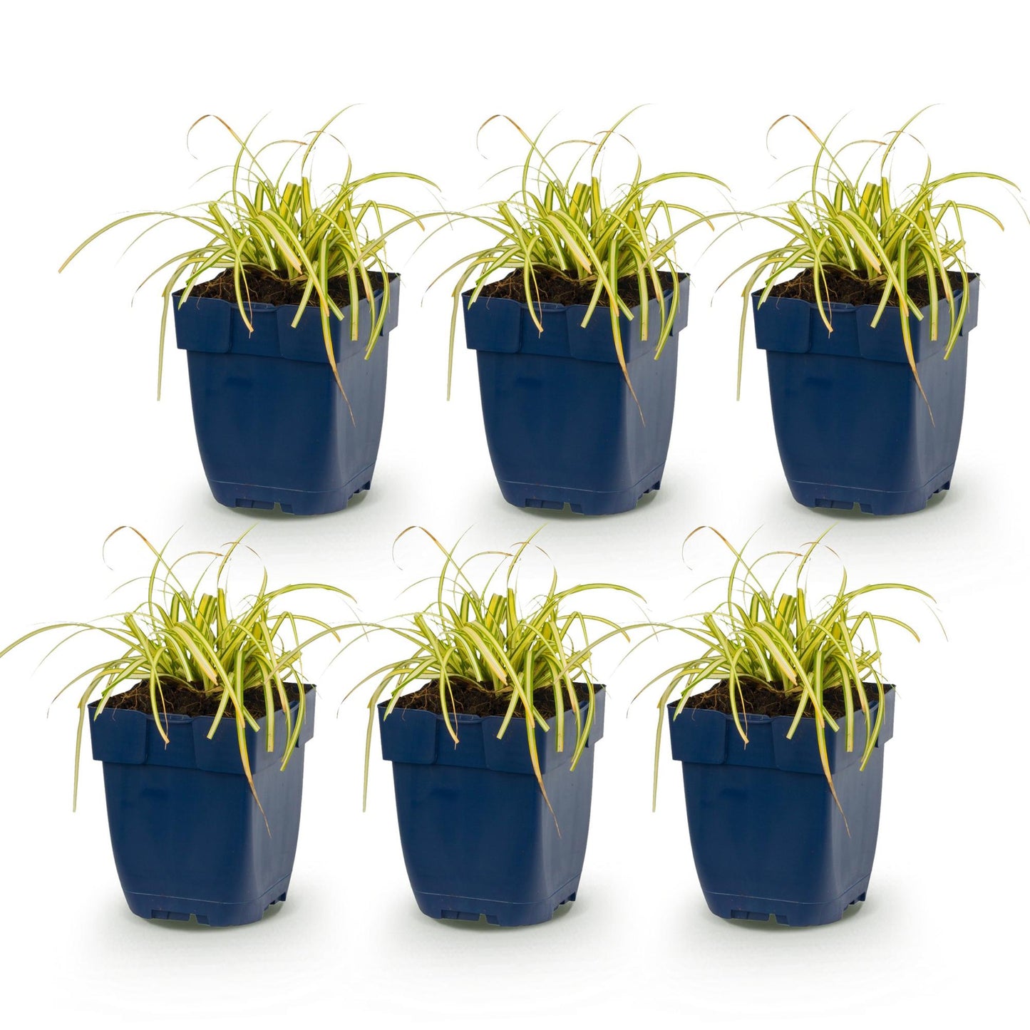 Carex oshimensis Evergold - Jonc japonais. Lot de 6 plants de graminées persistantes au feuillage jaune-vert en pots sur fond blanc.