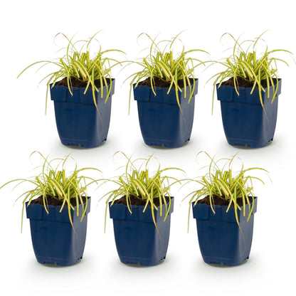 Carex oshimensis Evergold - Jonc japonais. Lot de 6 plants de graminées persistantes au feuillage jaune-vert en pots sur fond blanc.
