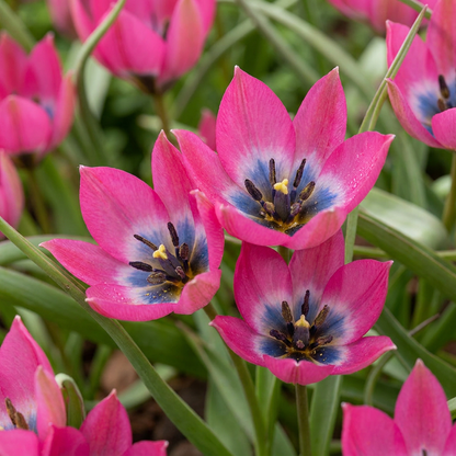 Gros plan sur plusieurs tulipes 'Little Beauty' aux pétales fuchsia et au cœur bleu intense, en pleine floraison.