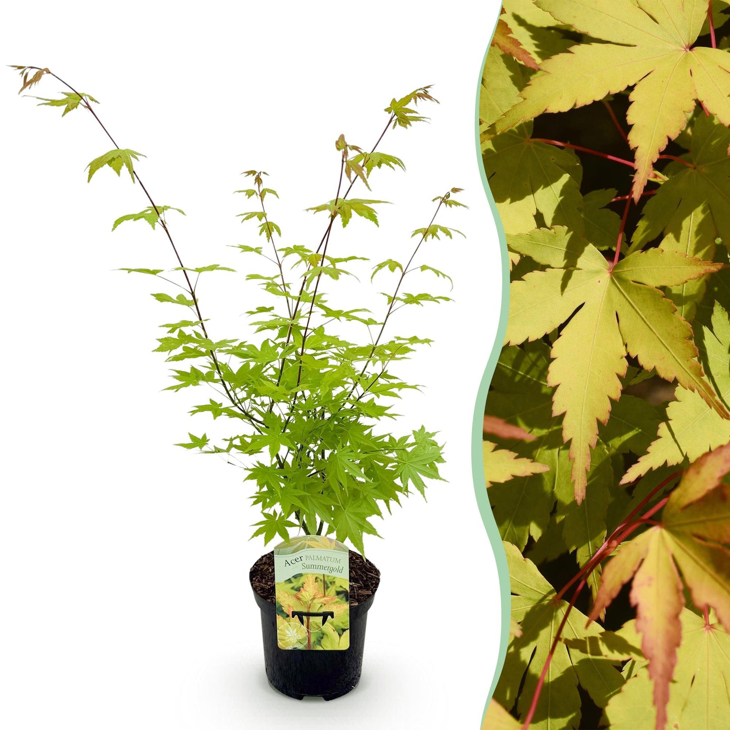 Érable japonais Acer palmatum Summergold en pot sur fond blanc, avec un encart montrant son feuillage jaune-vert détaillé.