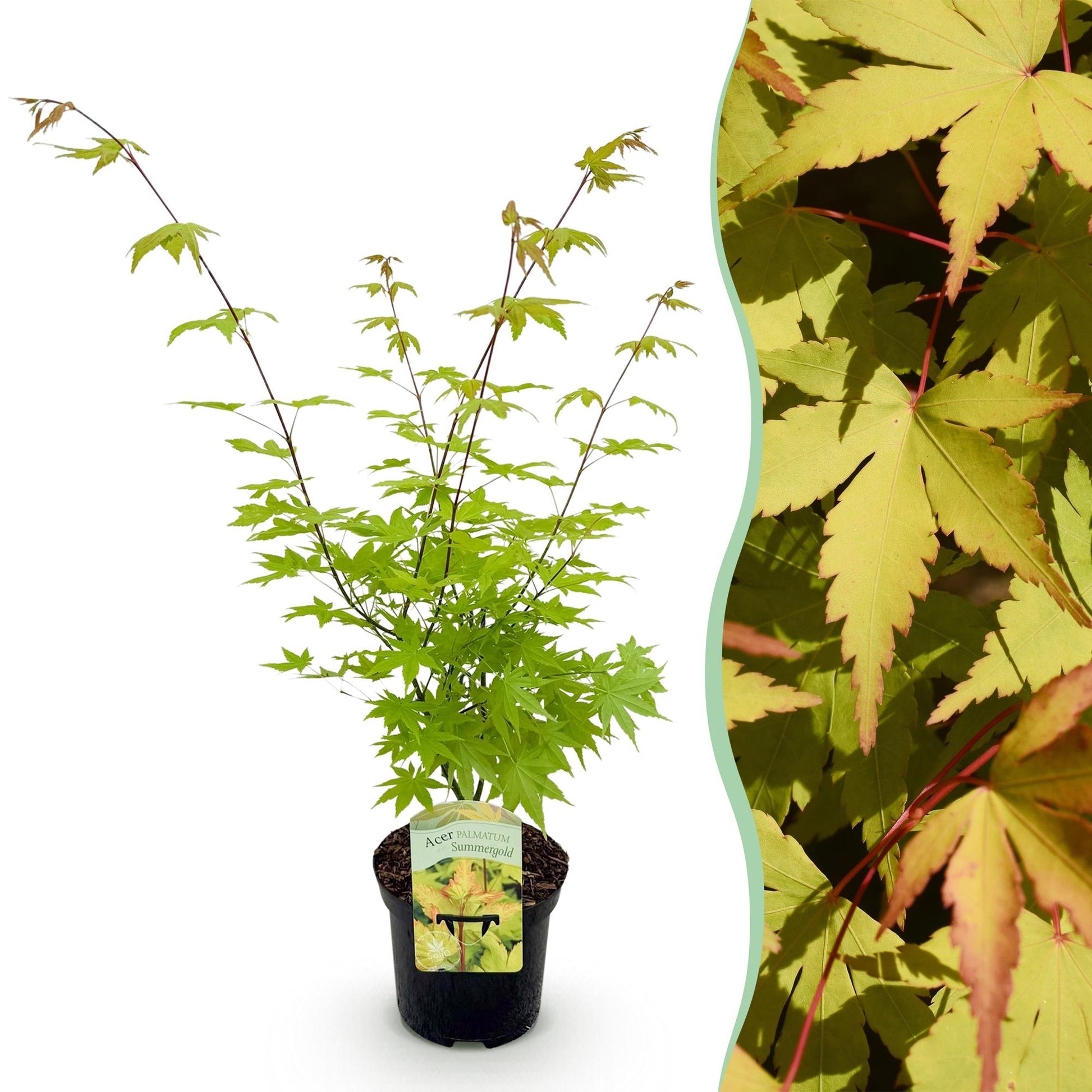 Érable japonais Acer palmatum Summergold en pot sur fond blanc, avec un encart montrant son feuillage jaune-vert détaillé.