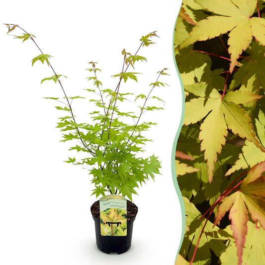 Érable japonais Acer palmatum Summergold en pot sur fond blanc, avec un encart montrant son feuillage jaune-vert détaillé.