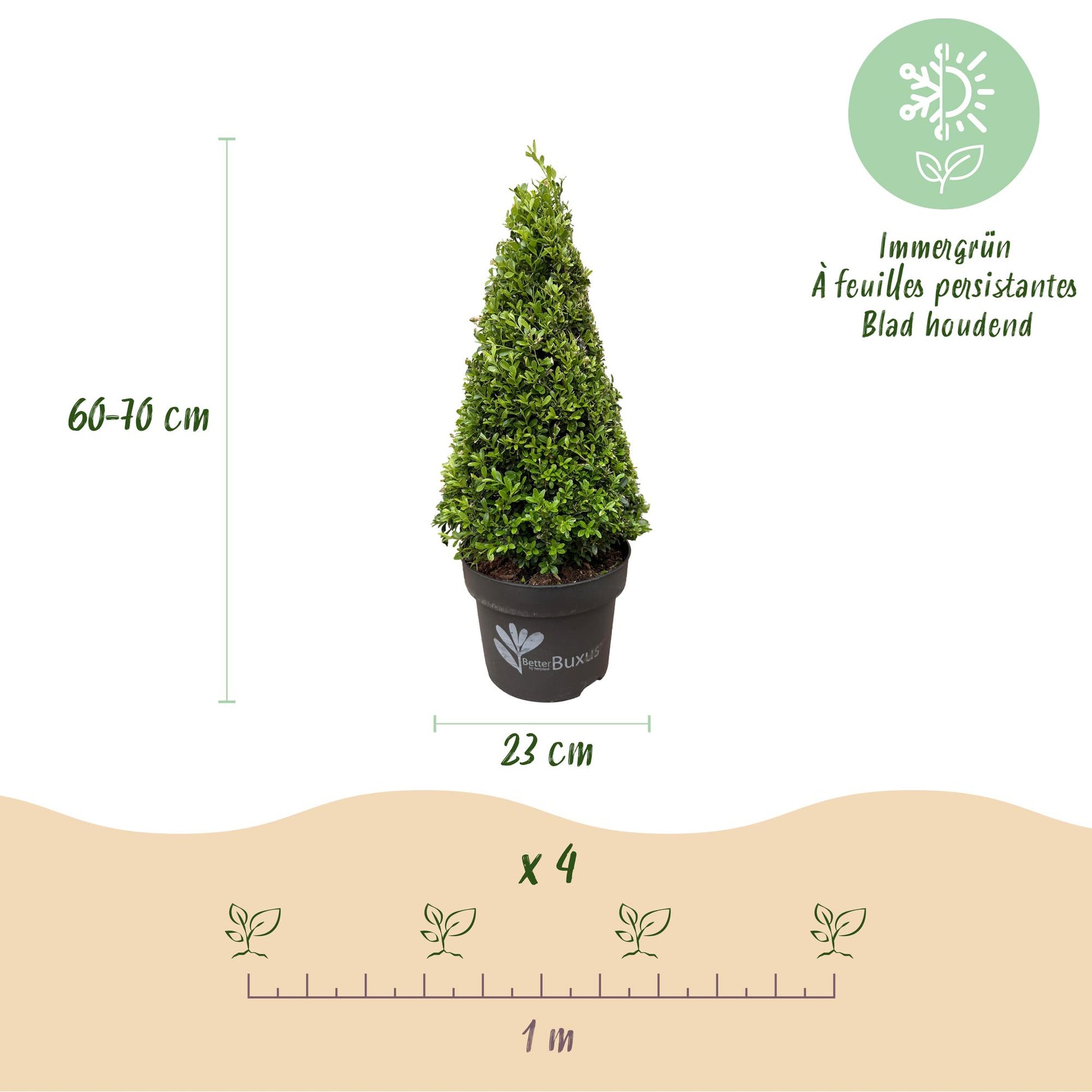 Buis BetterBuxus Skylight en pyramide, pot de 23 cm et hauteur 60-70 cm, avec schéma de plantation pour 4 plants espacés d'1 mètre.