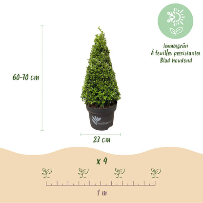 Buis BetterBuxus Skylight en pyramide, pot de 23 cm et hauteur 60-70 cm, avec schéma de plantation pour 4 plants espacés d'1 mètre.