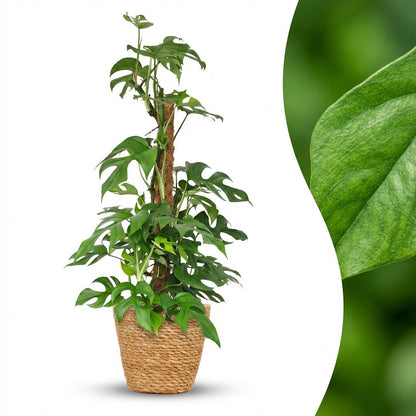 Plante d'intérieur - Mini Monstera - Monstera Minima sur Tuteur Mousse - Vert - Entretien facile - 1 Plante - avec Panier - Pot 19cm - Hauteur 90cm