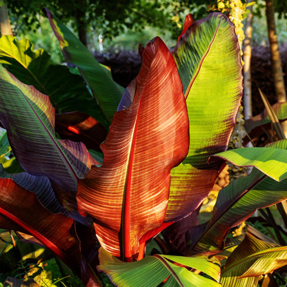 Ensete ventricosum Maurelli, gros plan sur les grandes feuilles brillantes vert et rouge d'un bananier d'extérieur.