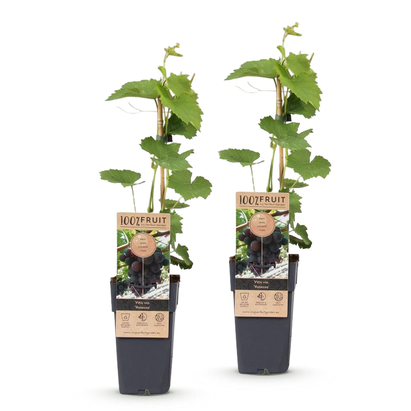 Vitis vinifera Vanessa : deux plants de vigne en pot sur fond blanc, avec étiquettes montrant des grappes de raisins bleus.