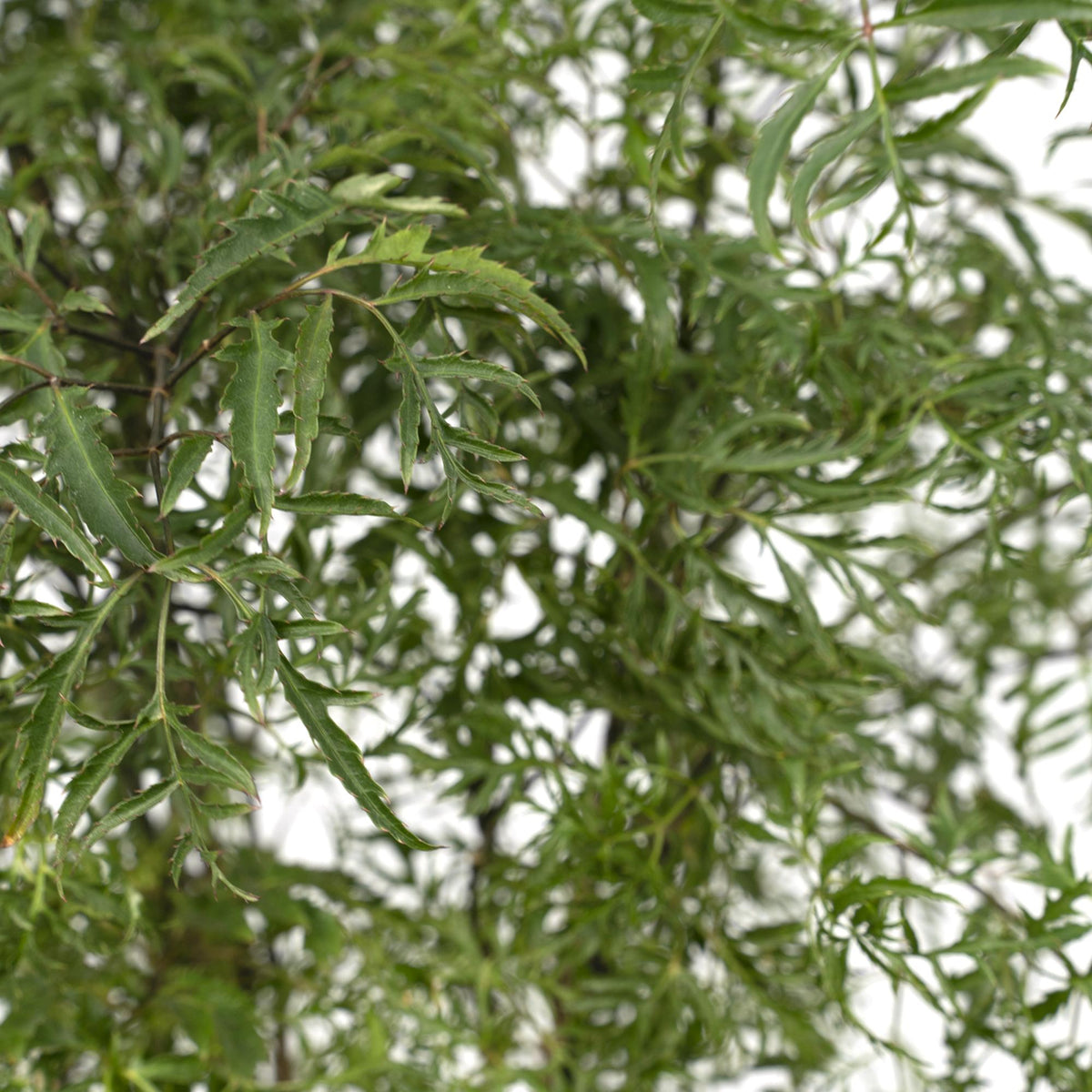 Gros plan sur le feuillage du Polyscias fruticosa
