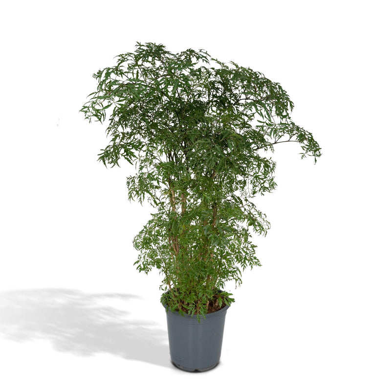 Polyscias fruticosa - Aralia Ming - Pot de 21cm - Hauteur 75cm