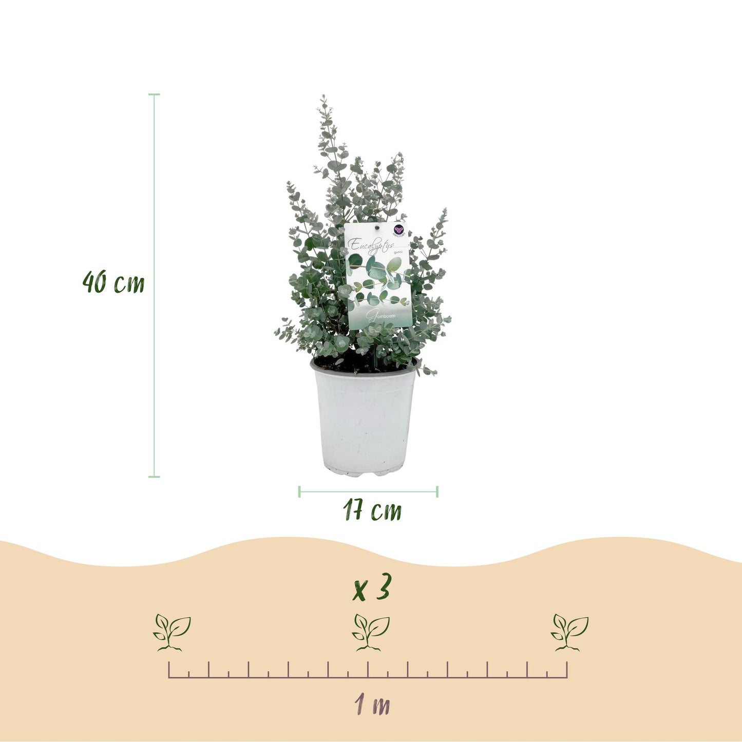 Eucalyptus gunni : dimensions d'un plant avec pot de 17 cm, hauteur 40 cm, et schéma d'espacement de plantation de 1 mètre.