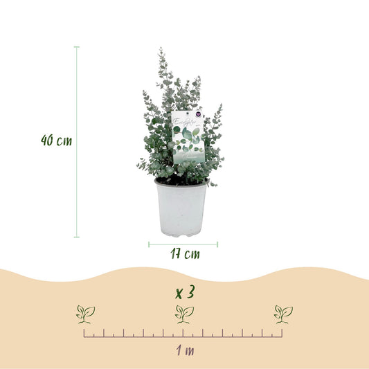 Eucalyptus gunni : dimensions d'un plant avec pot de 17 cm, hauteur 40 cm, et schéma d'espacement de plantation de 1 mètre.