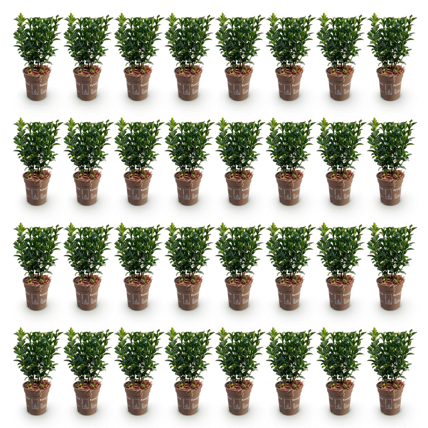 Euonymus japonica Green Spire : lot de 32 jeunes plants de fusain du Japon, feuillage persistant, en pots de 9cm sur fond blanc.