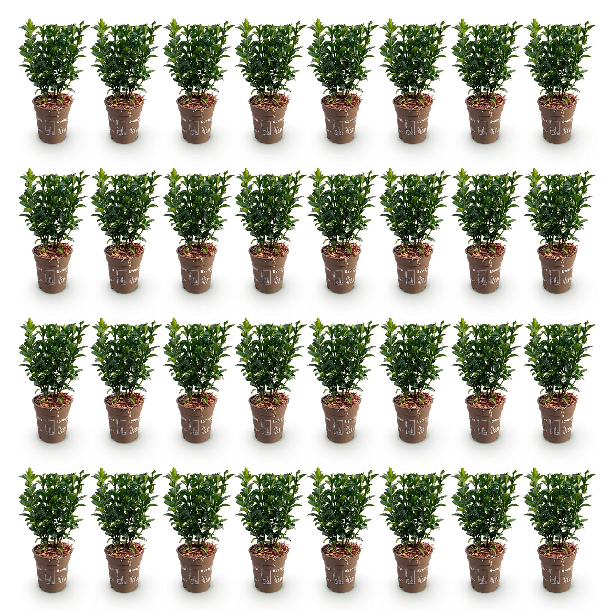 Euonymus japonica Green Spire : lot de 32 jeunes plants de fusain du Japon, feuillage persistant, en pots de 9cm sur fond blanc.