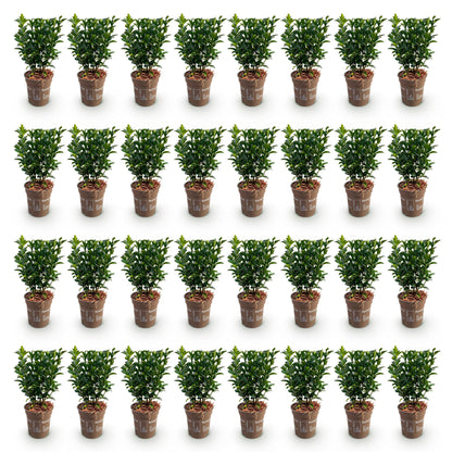 Euonymus japonica Green Spire : lot de 32 jeunes plants de fusain du Japon, feuillage persistant, en pots de 9cm sur fond blanc.