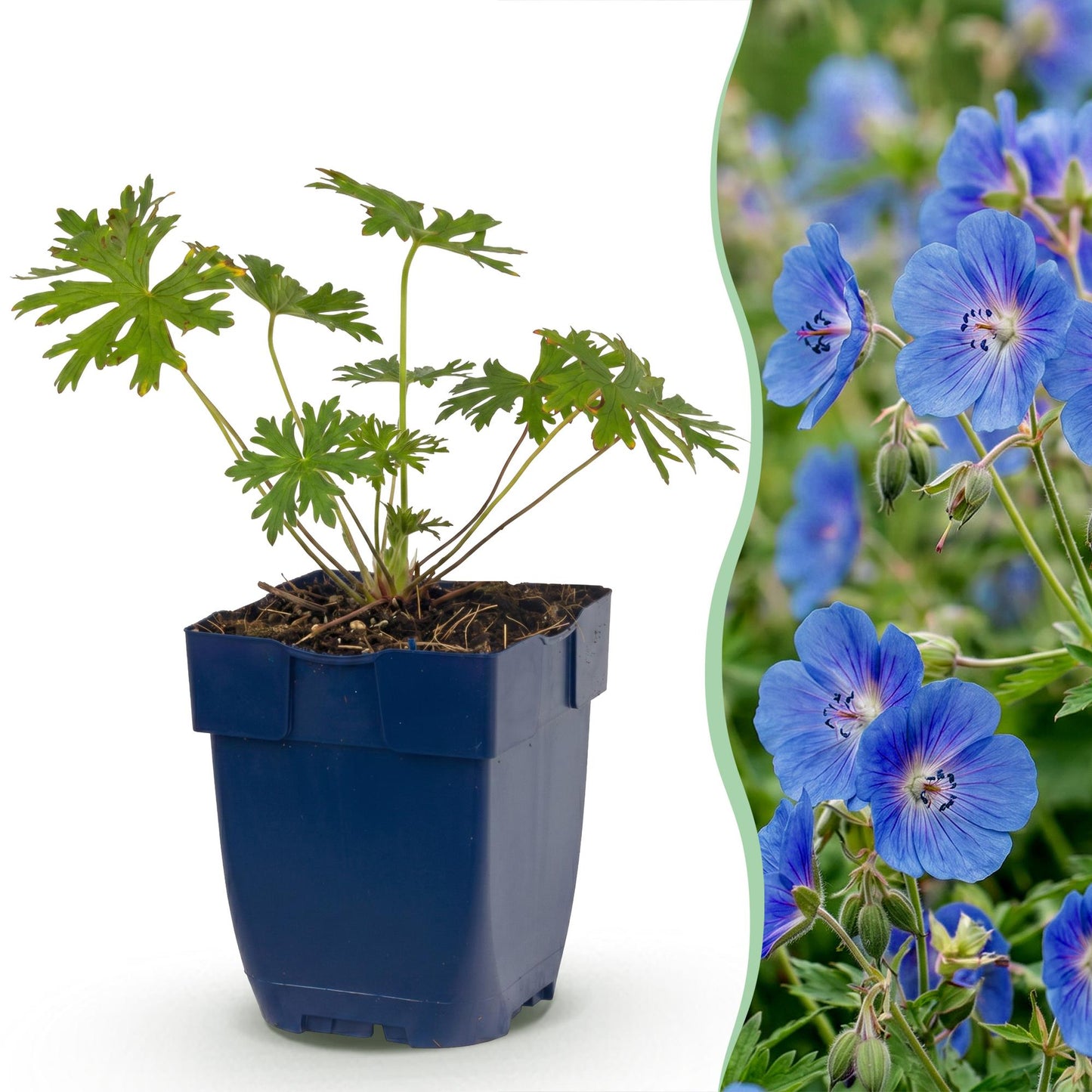 Géranium Johnson's Blue en pot avec fond blanc et, à droite, un aperçu de ses fleurs bleues épanouies.