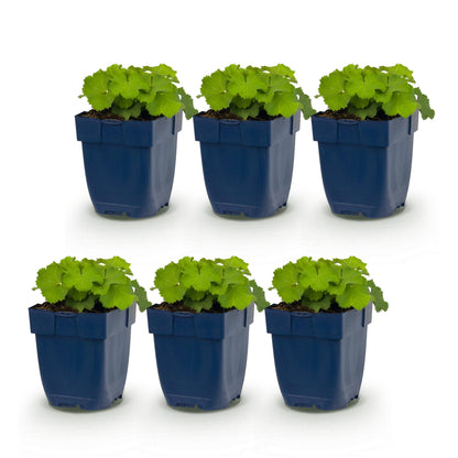Alchemilla mollis, lot de 6 jeunes plants d'Alchémille à feuilles vertes, en pots bleus, sur fond blanc.