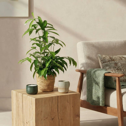Dracaena surculosa en situation dans un intérieur