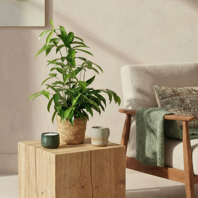 Dracaena surculosa - Pot de 17cm - Hauteur 60-70cm