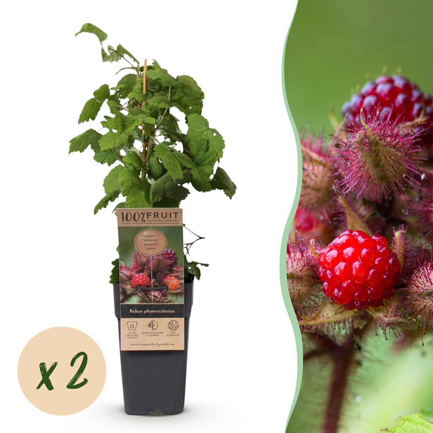 Rubus phoenicolasius, framboise japonaise, plant en pot avec bulle x2, accompagné d'un gros plan de ses fruits rouges vifs.
