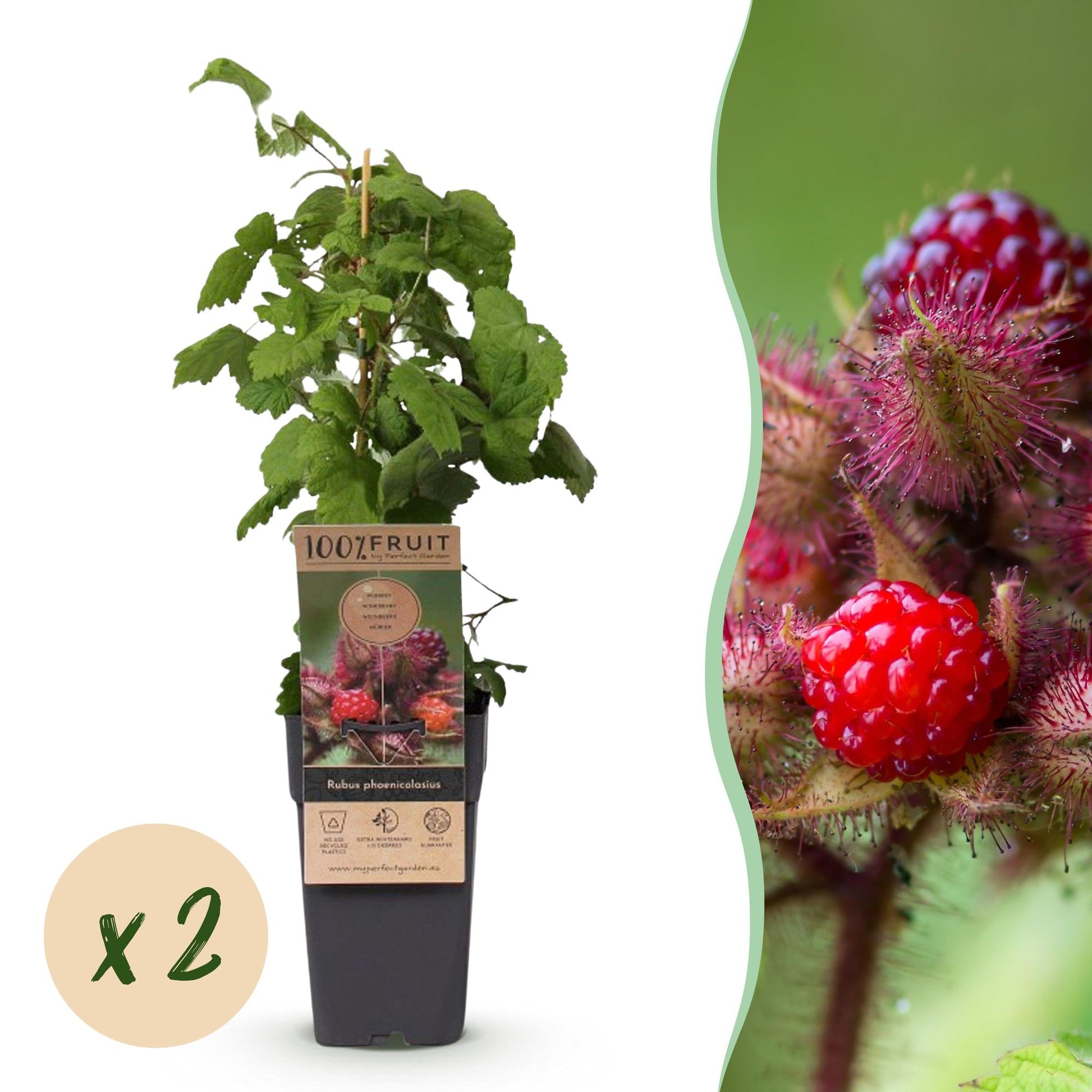 Rubus phoenicolasius, framboise japonaise, plant en pot avec bulle x2, accompagné d'un gros plan de ses fruits rouges vifs.