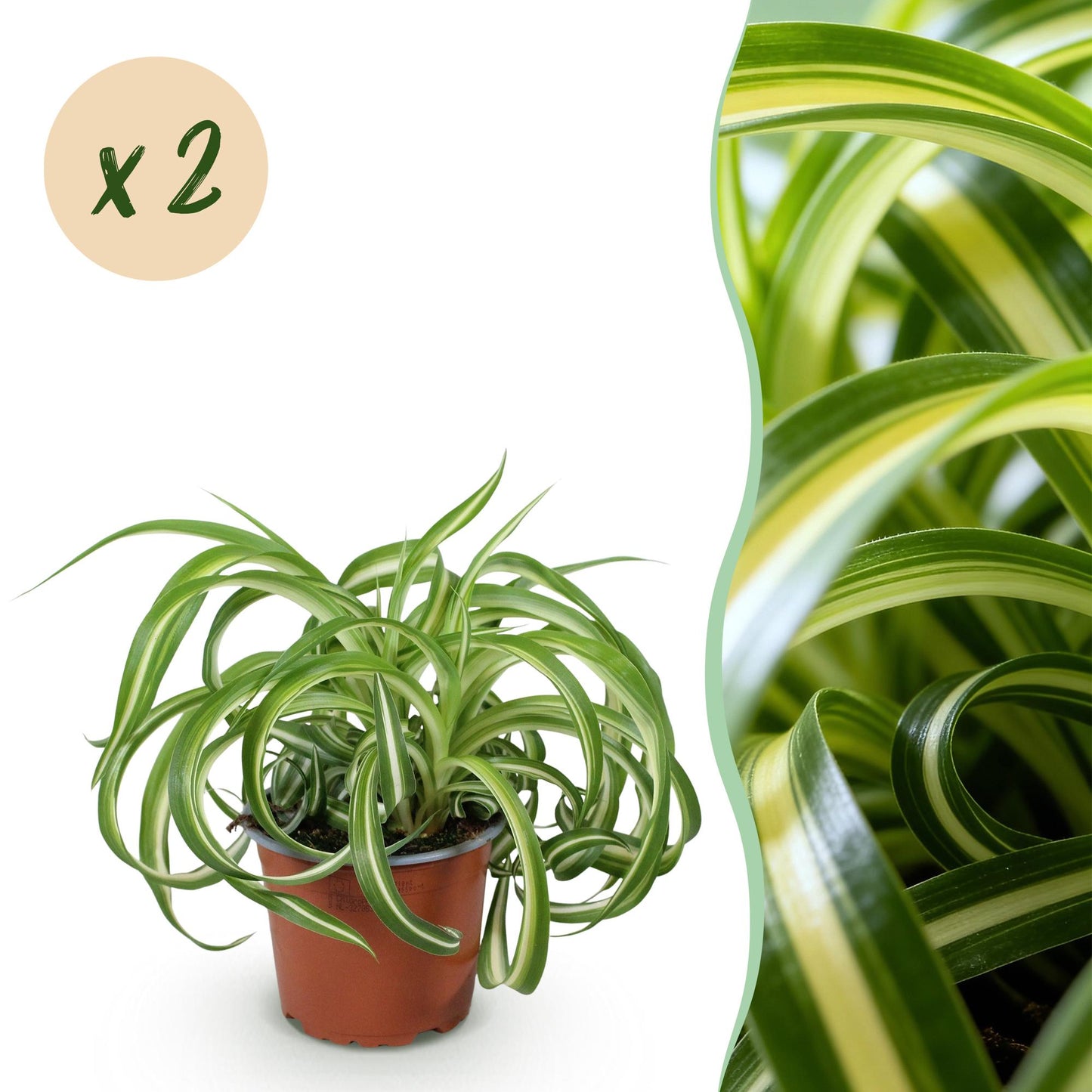 Un pot marron contenant une plante Chlorophytum comosum Bonnie au feuillage panaché vert et blanc, avec des feuilles ondulées