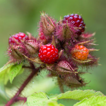 Rubus phoenicolasius. Gros plan de framboises japonaises rouges et orangées mûres, avec des sépales épineux caractéristiques.