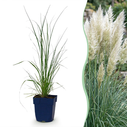Cortaderia sell. Pumila : plant d'Herbe de la Pampa naine en pot de 11cm à gauche, et à droite, un massif mature avec ses plumets blanc-crèm