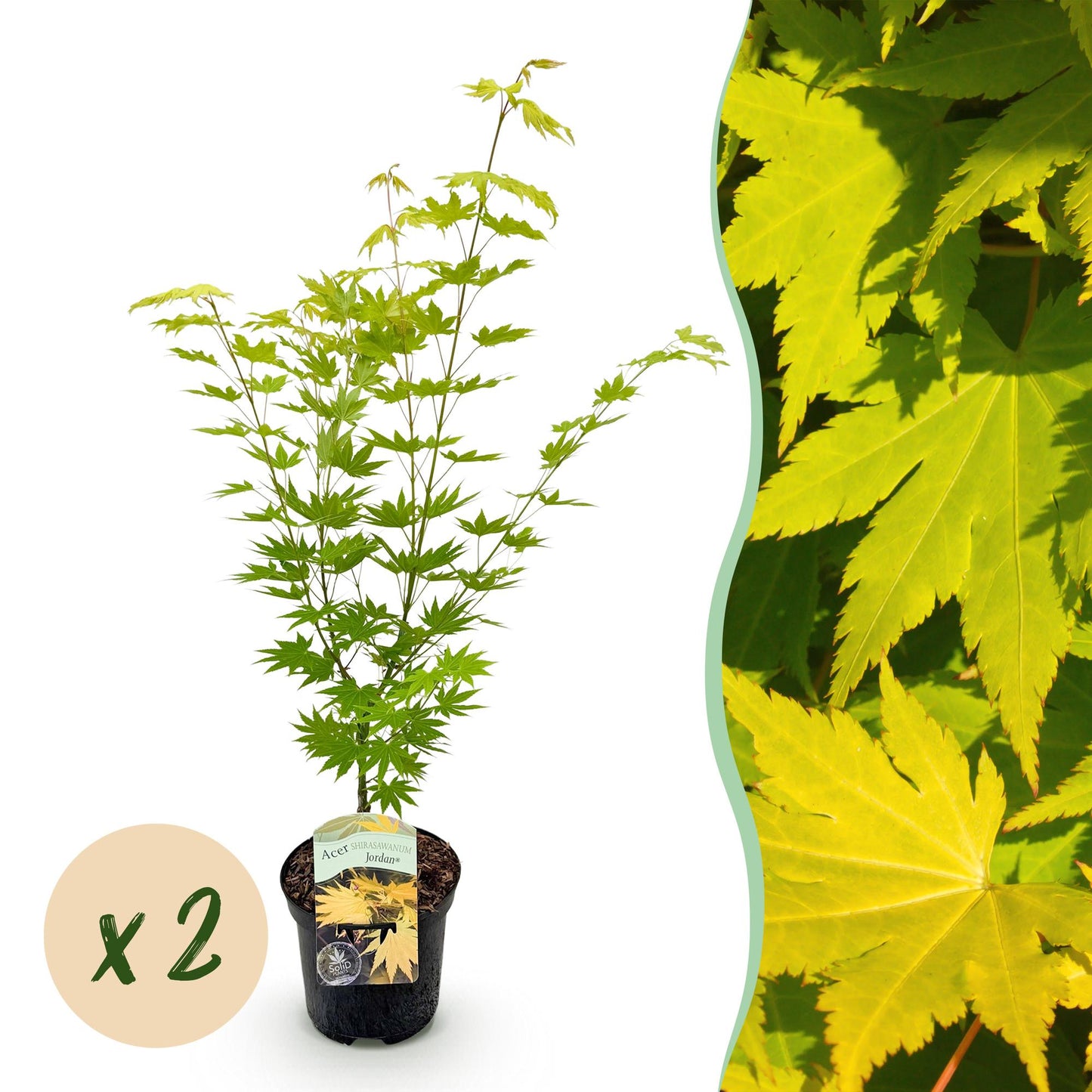 Érable du Japon 'Jordan' : Jeune plant en pot avec feuillage vert citron sur fond blanc, juxtaposé à un gros plan des feuilles jaunes, avec 