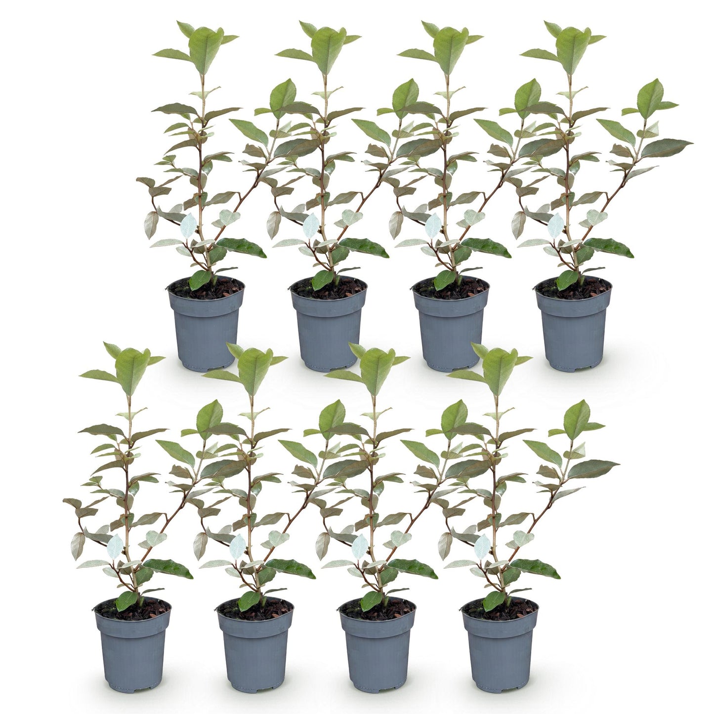 Elaegnus ebbingei Compacta, 8 plants en pot de 9cm, idéaux pour haie persistante. Feuillage vert et gris argenté pour un jardin élégant.