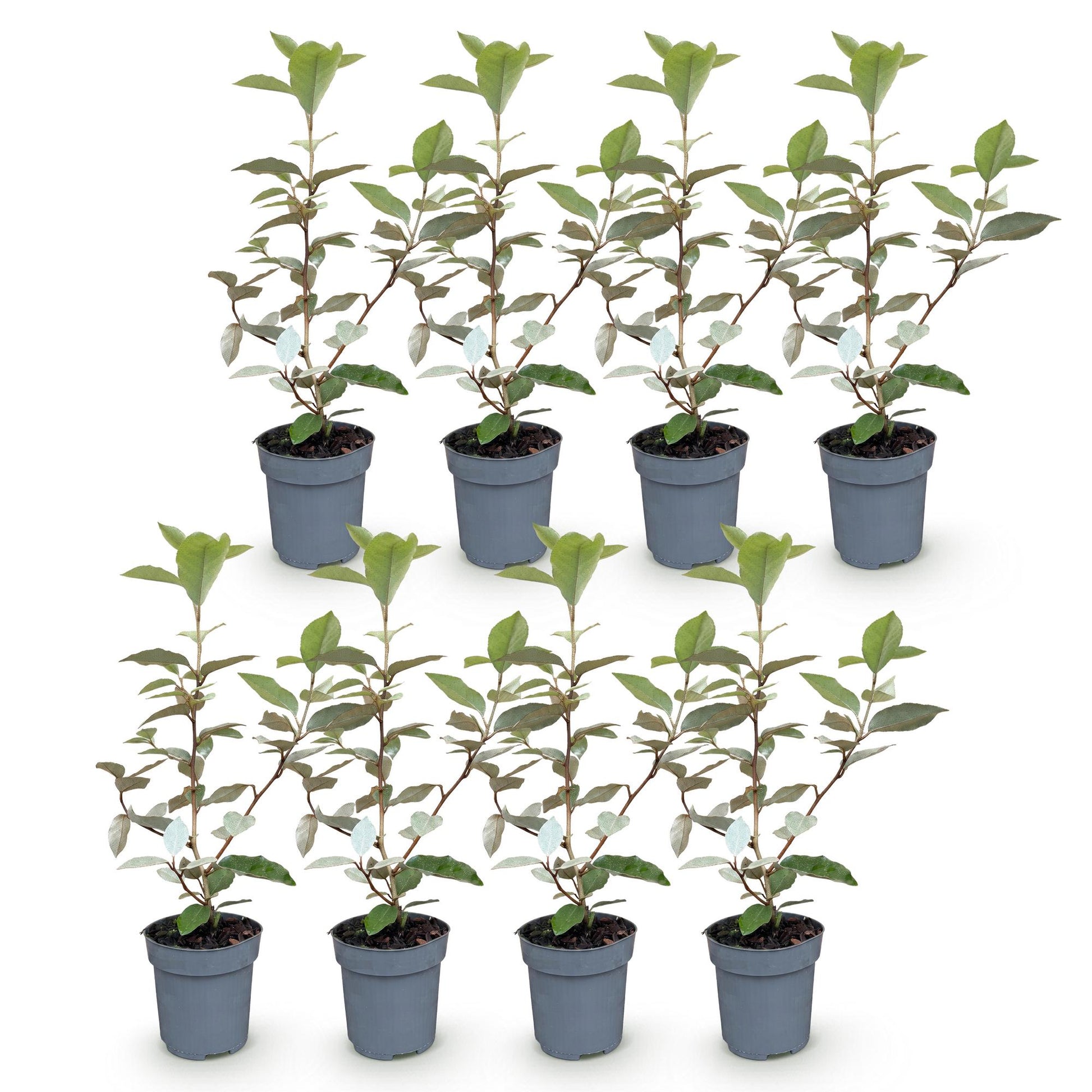Elaegnus ebbingei Compacta, 8 plants en pot de 9cm, idéaux pour haie persistante. Feuillage vert et gris argenté pour un jardin élégant.