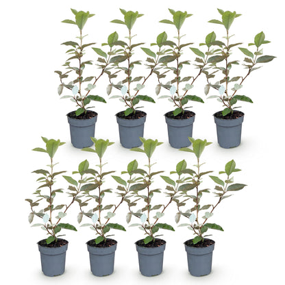 Elaegnus ebbingei Compacta, 8 plants en pot de 9cm, idéaux pour haie persistante. Feuillage vert et gris argenté pour un jardin élégant.